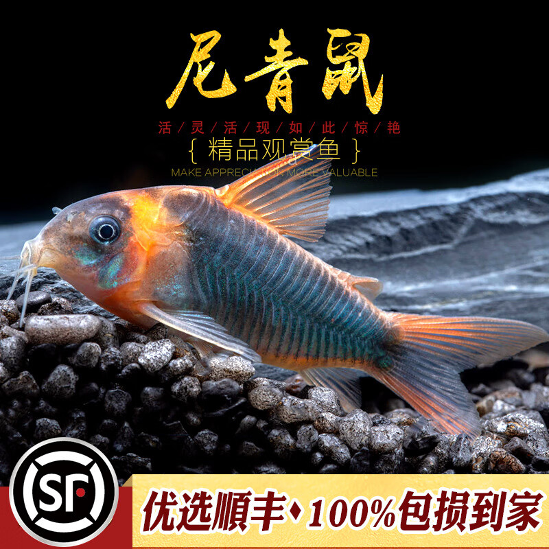 oimg尼青鼠南美嘢生进口老鼠鱼人工f1尼格罗委内瑞拉青鼠黑鼠鱼活体鱼