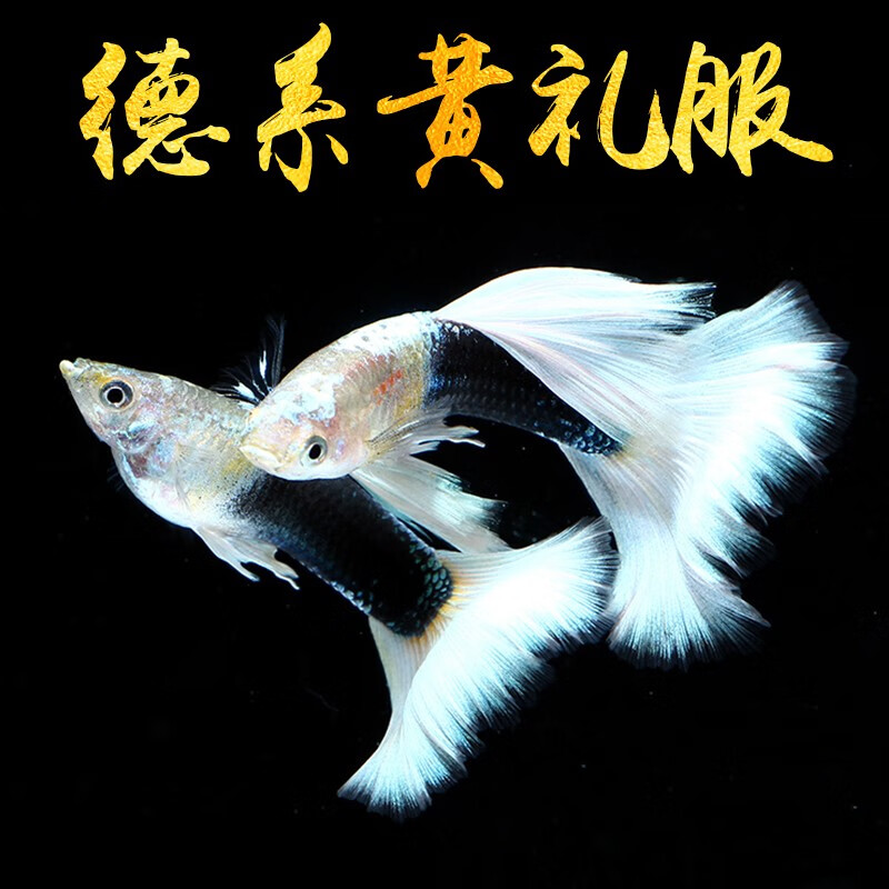 aipharow象牙白孔雀鱼黄礼服入门怀孕母鱼临产缎带草缸大尾巴精品热带