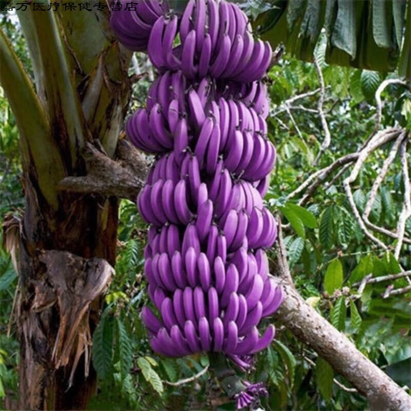 花初醒新品种红香蕉 紫香蕉 1棵(紫)