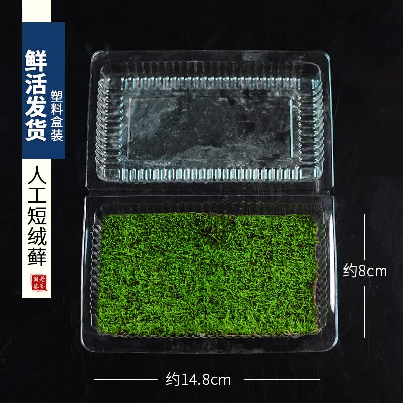 青苔植物白发苔藓鲜活生态瓶微景观diy盆栽装饰兰花假山生态造景 人工培育短绒一盒 不含盆怎么样,好用不?
