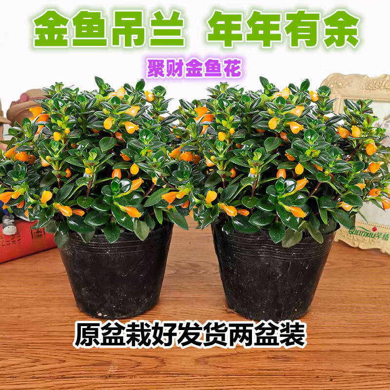 金鱼花 相关京东优惠商品 价格图片品牌优惠券 虎窝购 金鱼花 相关京东优惠商品 价格图片品牌优惠券 虎窝购