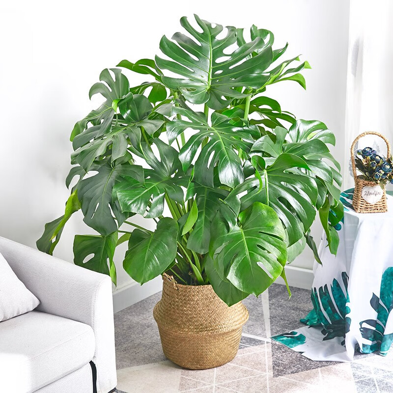 龟背竹盆栽北欧网红盆景大叶植物真龟背叶办公客厅室内绿植 龟背竹_高