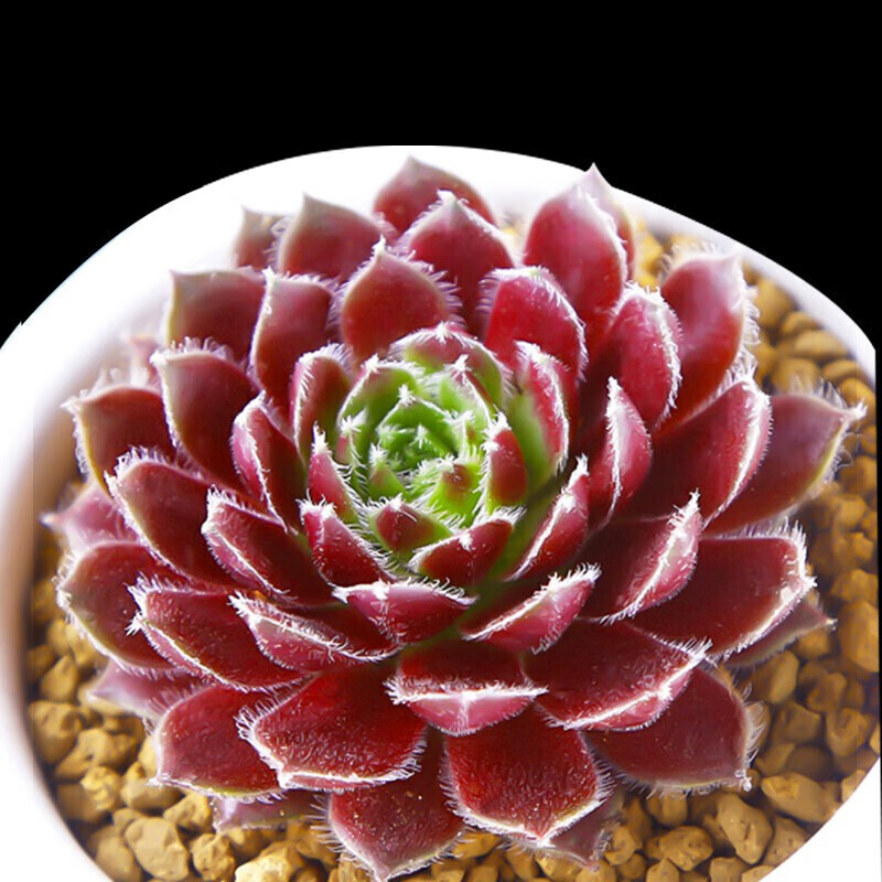 多肉植物 肉肉盆栽组合套装 老桩办公室内耐干旱懒人绿植花卉 紫牡丹