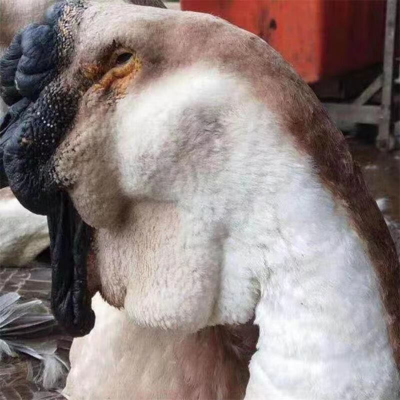 OIMG狮头鹅活苗活体正宗鹅苗纯种潮汕灰鹅苗3只起发 灰狮头鹅苗1只 灰狮头鹅苗使用感如何?