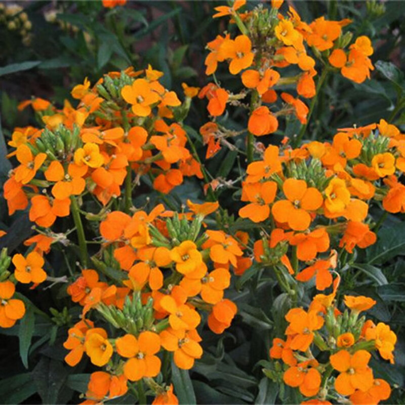 七里黄种子秋冬季播种花卉七里黄种子工程绿化耐寒黄色花海植物籽