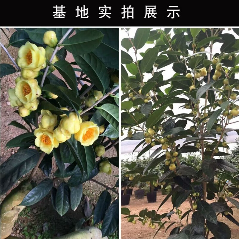 龙辰语 金茶花苗 带土发货金花茶树苗 防城防普原生金花茶花卉盆栽