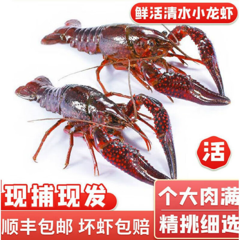 小龙虾鲜活批发特大淡水虾清水养殖小龙虾活的小龙虾红壳 顺丰 3斤