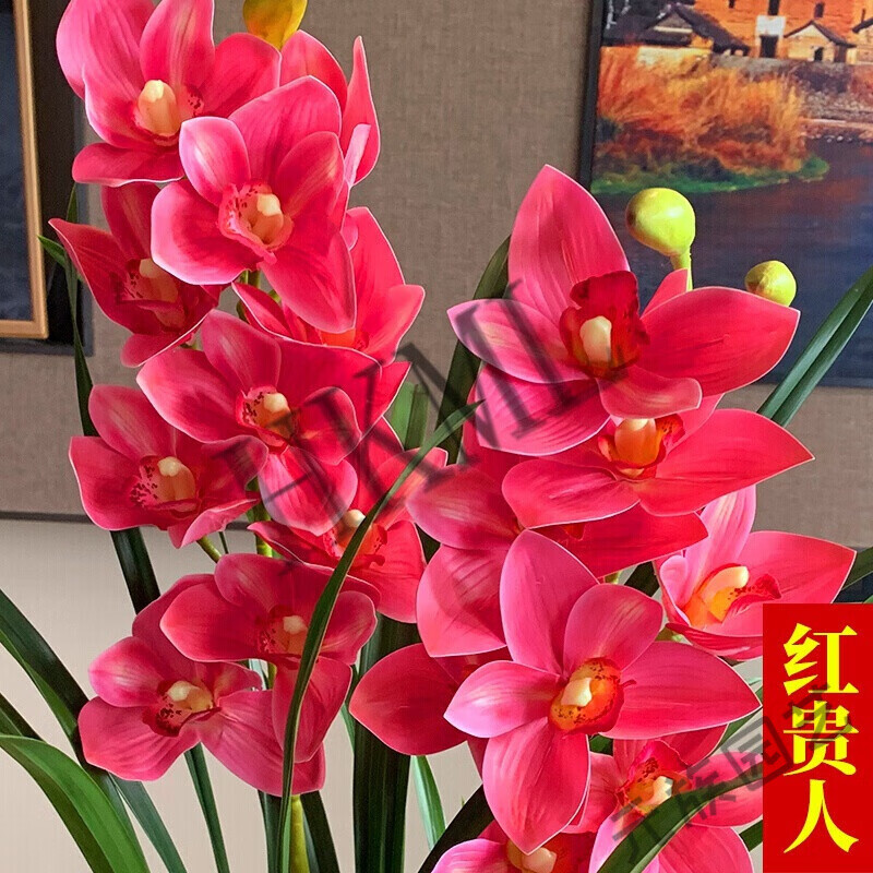 兰花 红贵人浓香型盆栽好养建兰花卉绿植兰草兰花苗hkml 绿翡翠5苗 不