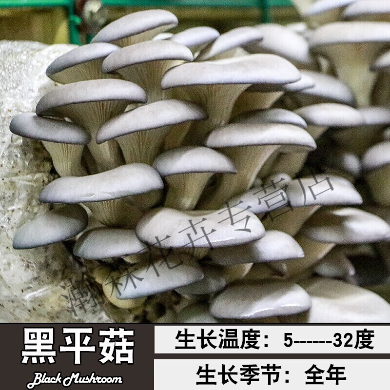 蘑菇种植包菌种菌包家种菌菇香菇黑平菇盒子家庭食用新鲜盆栽菌棒 黑