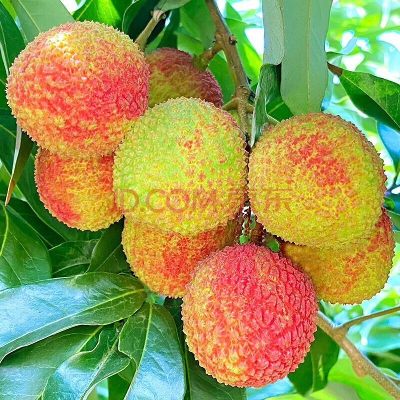 查看荔枝历史价格|荔枝价格比较