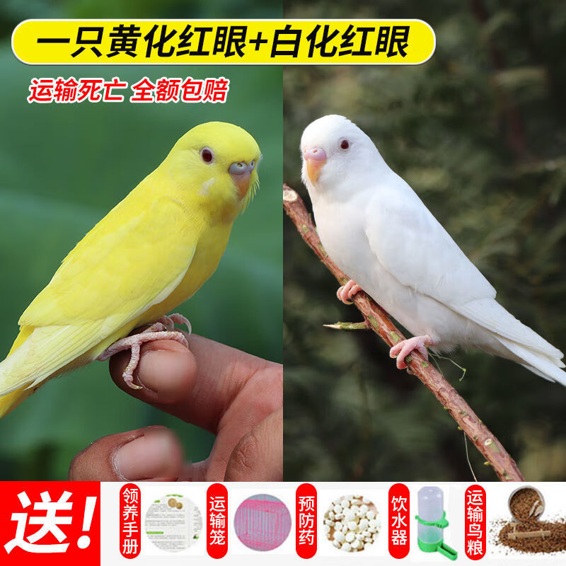 鹦鹉活鸟活物中小型鸟笼会说话鹦鹉活体幼鸟成年手养宠物虎皮鹦鹉