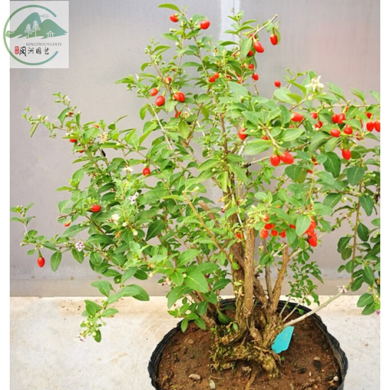 枸杞盆景 野生枸杞老树桩 微型枸杞盆栽苗室内观赏植物当年结果gd 3年