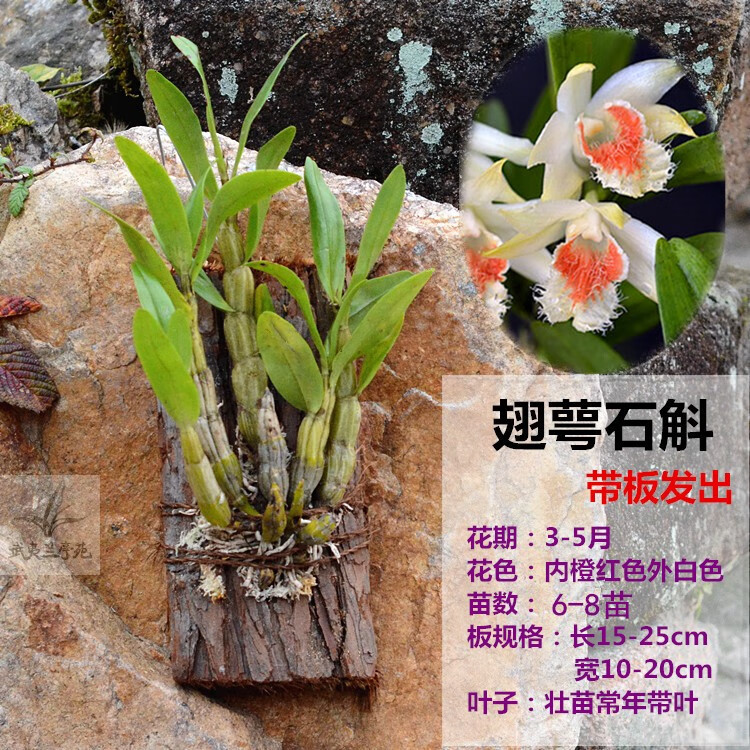 石斛盆栽 带花苞 带板栽好 铁皮鼓槌金钗叠鞘石斛兰花卉绿植 翅萼