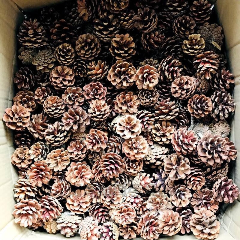 花语奇萌松果装饰100个松果装饰手工制作松果松球圣诞松果干花拍摄