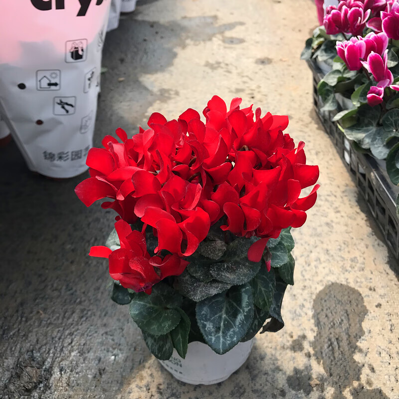 惜林园仙客来盆栽带花室内阳台客厅花卉盆栽四季开花秋冬好养活观花