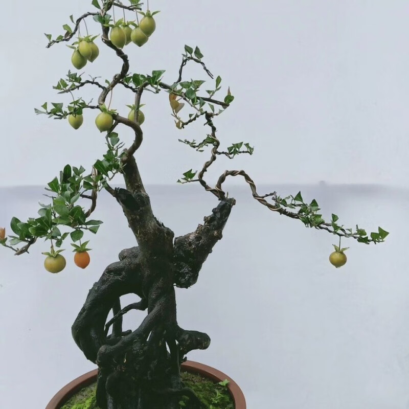 素蜜金弹子树桩盆景 黑塔子老桩盆景 两年熟桩 母桩公桩 练手桩一颗