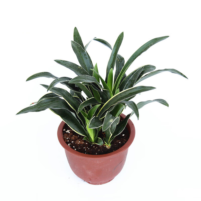 牵挂 金边银边中华万年青属盆栽绿植四季常青庭院阳台室内客厅盆栽 银