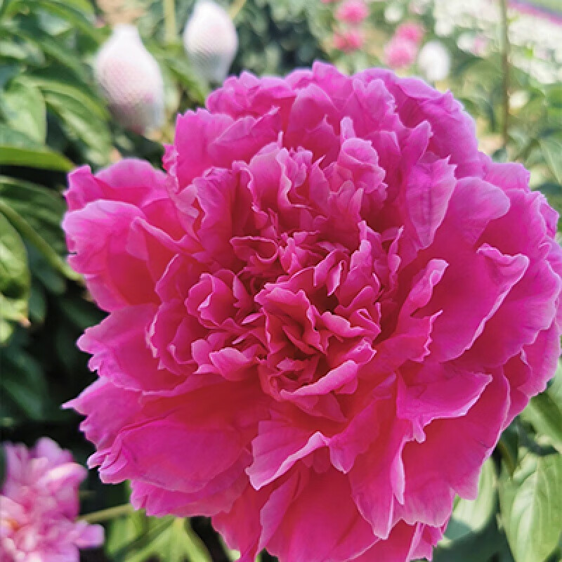 庭院盆栽室内室外地栽芍药花卉 红峰15-20芽头(当年开花) 根块