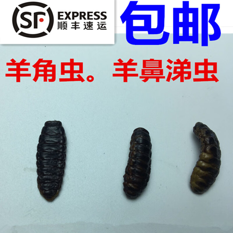 真品保鲜羊鼻虫羊鼻涕虫羊角虫 羊虫子中医药引子1只