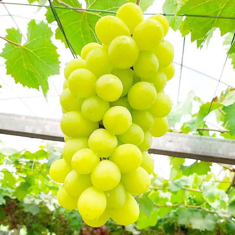 阳光玫瑰晴王葡萄新鲜当季水果无籽香印青提子整箱中秋送礼水果礼盒装