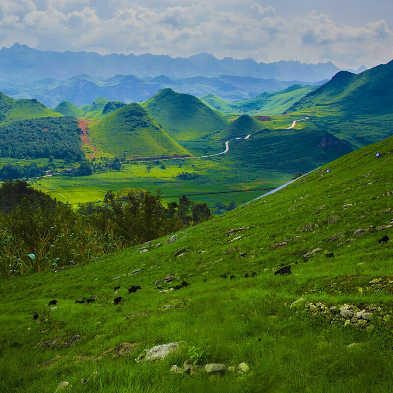 虎钢馋贵州关岭新鲜羊肉农家带皮黑山羊肉羊腿羊排羊前后腿带皮肉