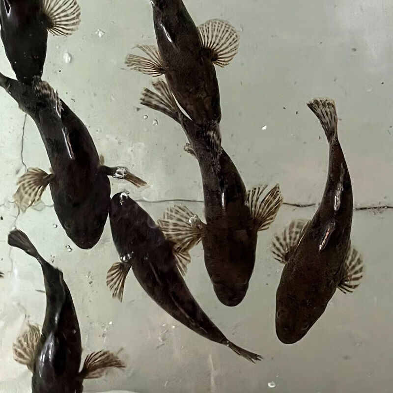 lism正宗虎头呆子塘鳢鱼虎头鱼沙塘鳢鱼笋壳鱼土布鱼虎头鲨土憨巴 12