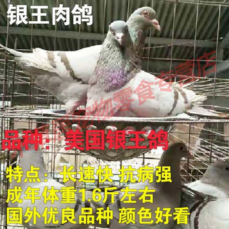 肉鸽信鸽赛鸽观赏鸽种鸽幼鸽子活体 银王幼鸽【30天 2只【1公1母】