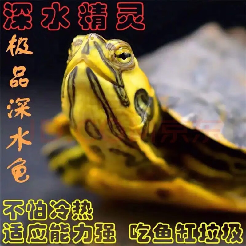 [深水龟]黄耳乌龟活体冷水长寿龟家养宠物观赏小乌龟招财黄耳吃粪淡水龟 8-9厘米 两只 情侣一对
