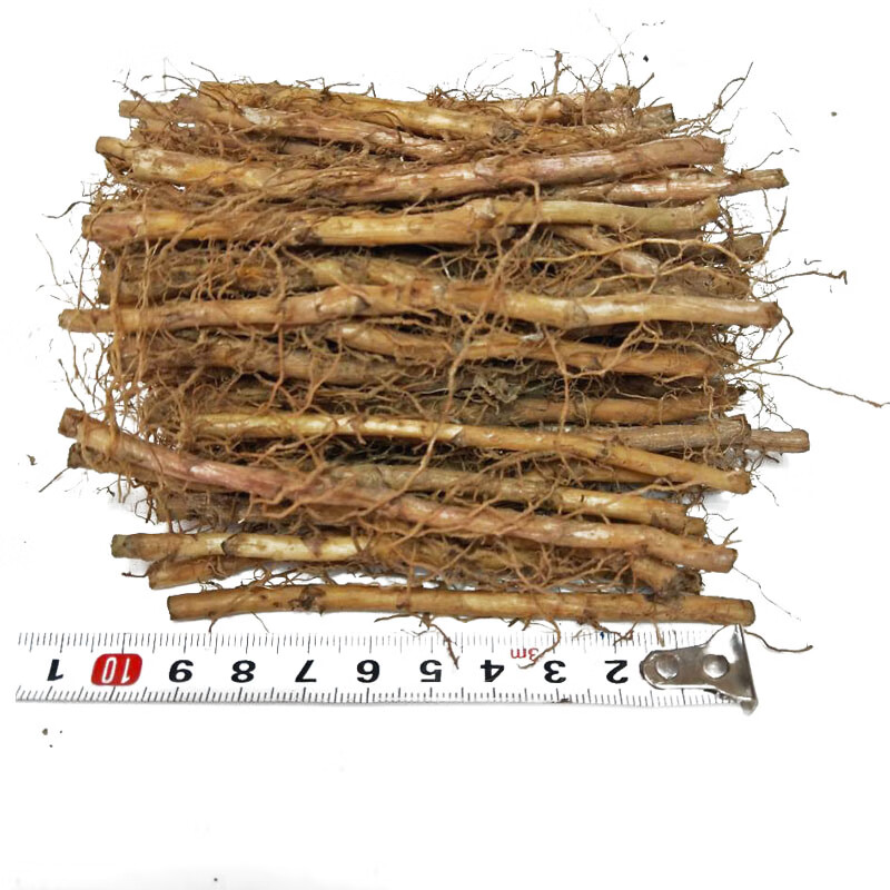 秋颖正宗艾草苗艾草根种子盆栽阳台艾叶艾蒿种植苗 艾根20个 不含盆