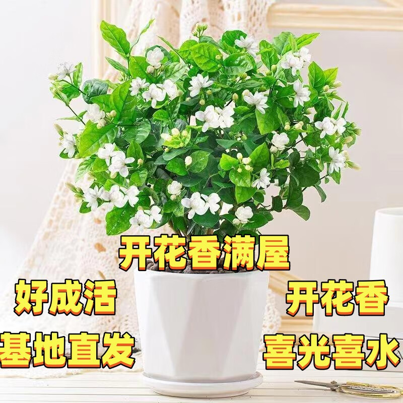 重瓣茉莉花盆栽浓香型南方四季开花带盆驱蚊绿植花卉室内阳台庭院 茉莉4~5棵带花苞发货【送菱形高档陶瓷盆】 京东折扣/优惠券