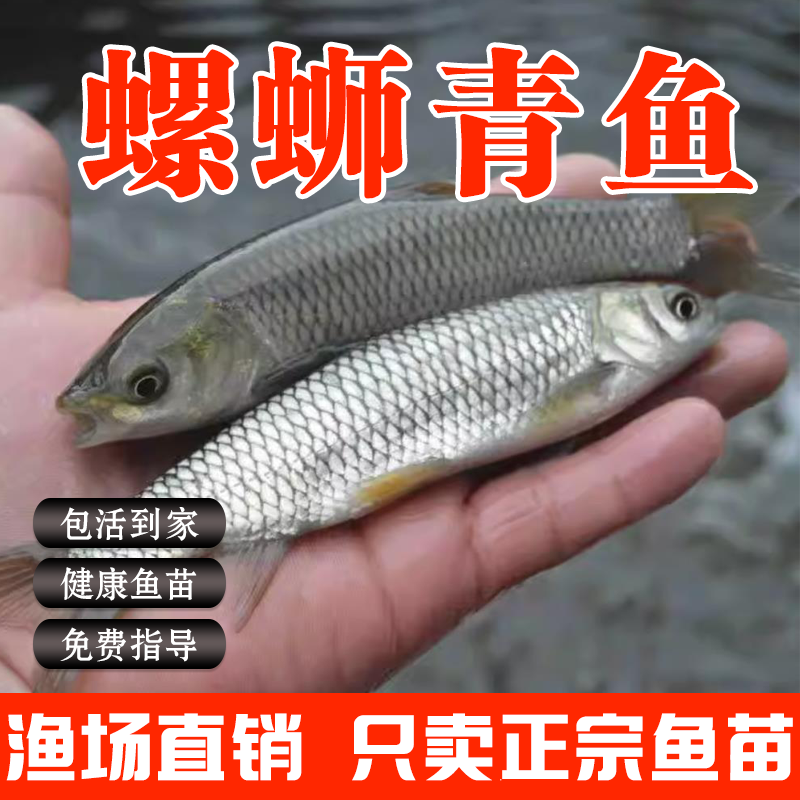 大青鱼鱼苗 螺丝青鱼苗黒魭鱼灰草鱼乌鲩鱼淡水养殖活体螺蛳青鱼 螺丝