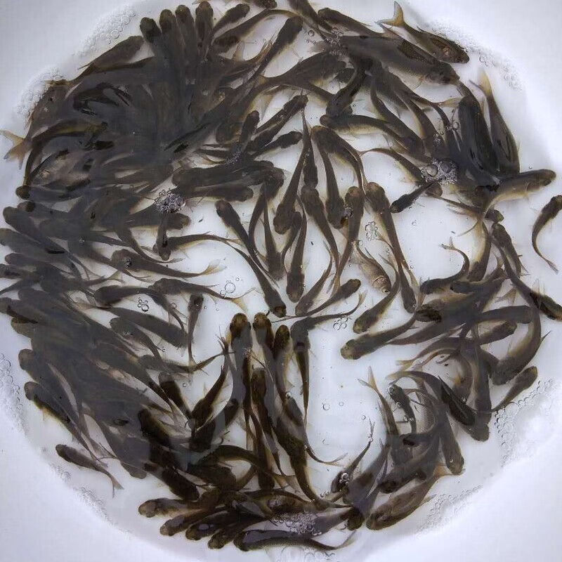 花鲢鱼苗 大头鱼苗 胖头鱼鲢鳙鱼苗活体鱼苗重庆本地批发鱼苗包邮