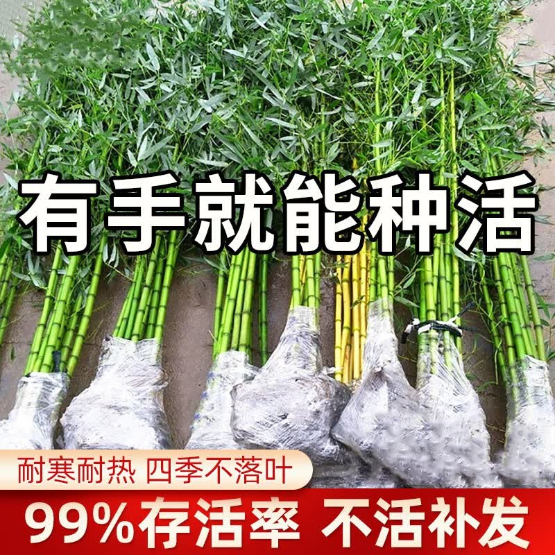 竹子苗庭院耐寒耐旱植物观赏大型室外青竹紫竹苗黄金竹罗汉竹子苗 金镶玉 1cm-10棵怎么看?