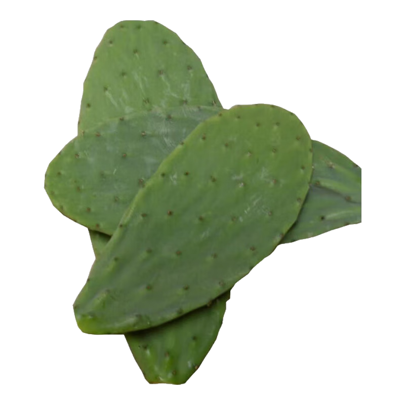 �������������Կɼ޽�зצ������ֲ���޸�������ҶƬ10cm1ƬԴͷֱ�� 7.91Ԫ