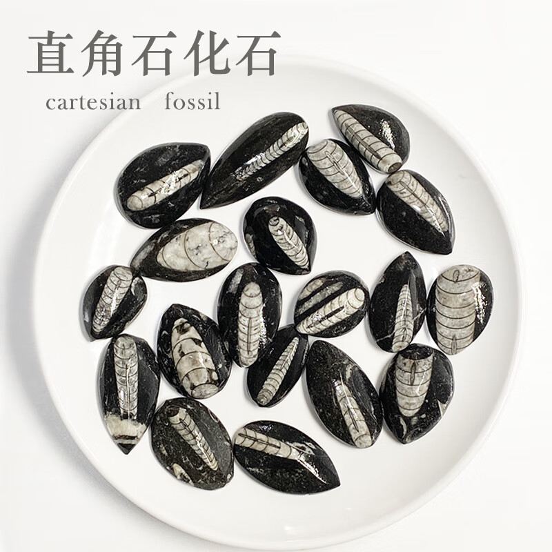 摩洛哥天然震旦角石远古海洋生物化石直角螺化石标本吊坠科教礼物