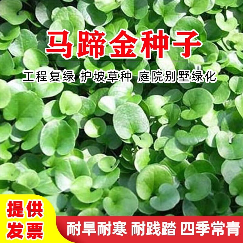 花之然草坪马蹄金种子进口草坪种子草籽矮生四季青绿化工程庭院别墅