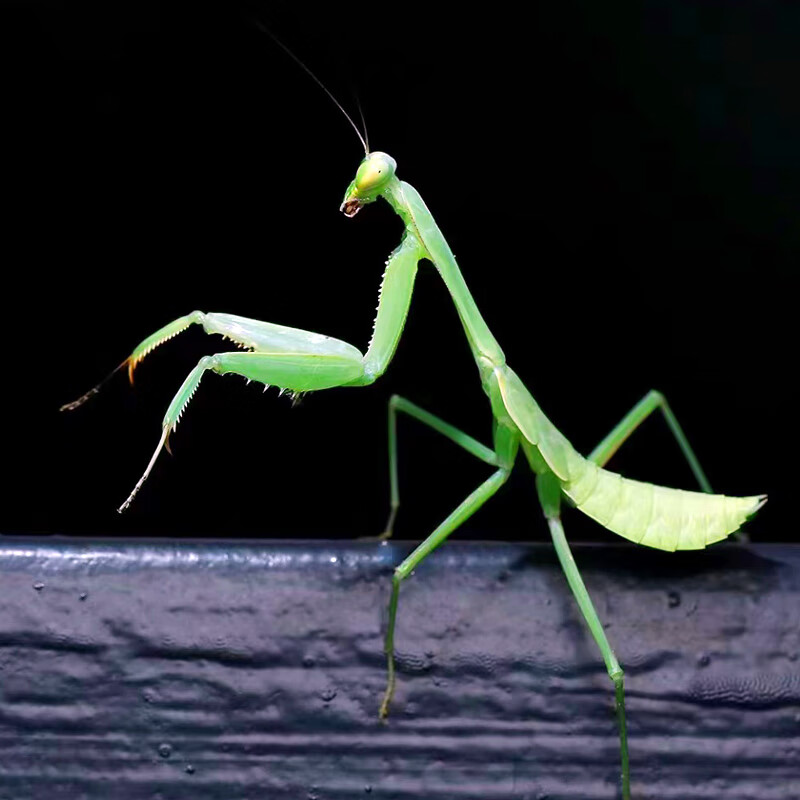 现货华大刀螳螂幼体个性爬虫宠物螳螂另有卵夹 华大刀4龄 饲养盒 食物
