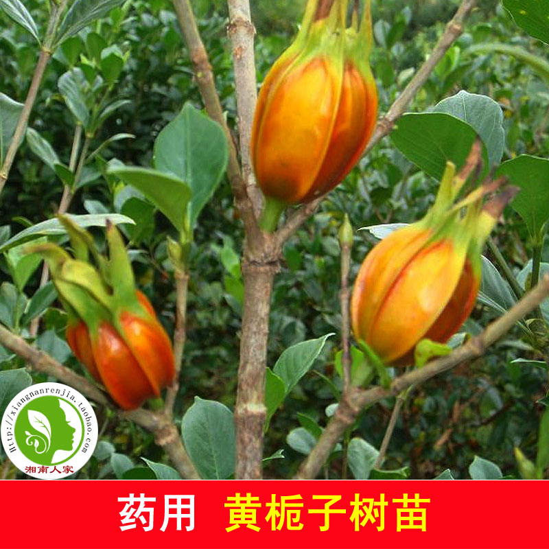 穆淳傲湖南高产黄栀子树苗 红枝子山栀子苗 传统中天然调色香料 20