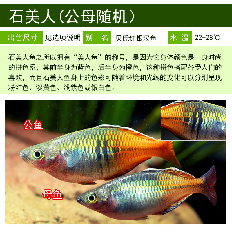 红尾黄金鸽子美人蓝电光彩虹刚果美人鱼活体鱼 公鱼1条3-4cm 公母随机