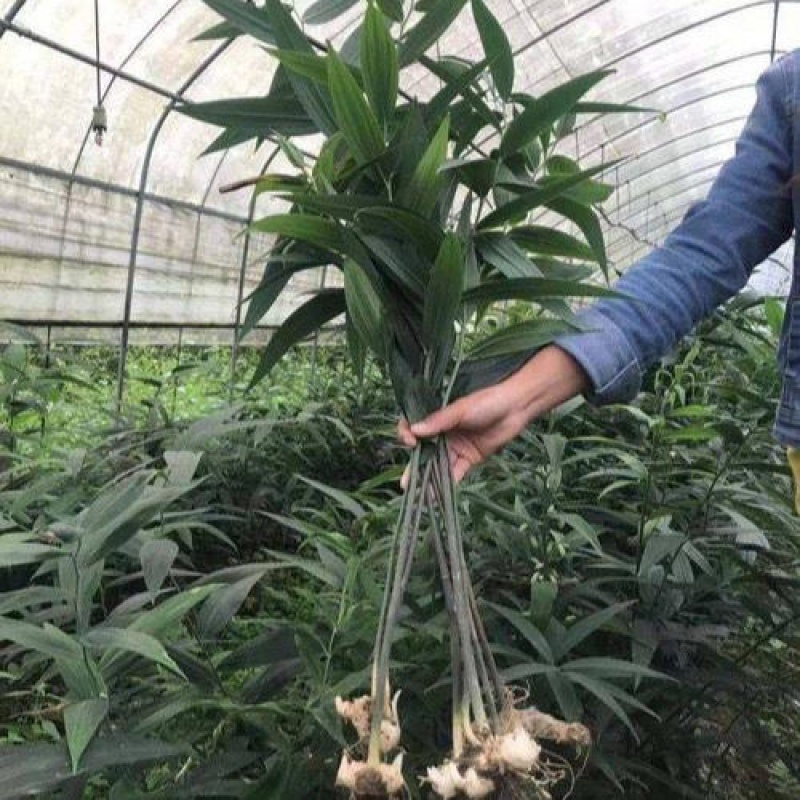 江影清新鲜尾参苗玉竹芽头现挖玉竹苗庭院绿植阳台盆栽 大面积种植