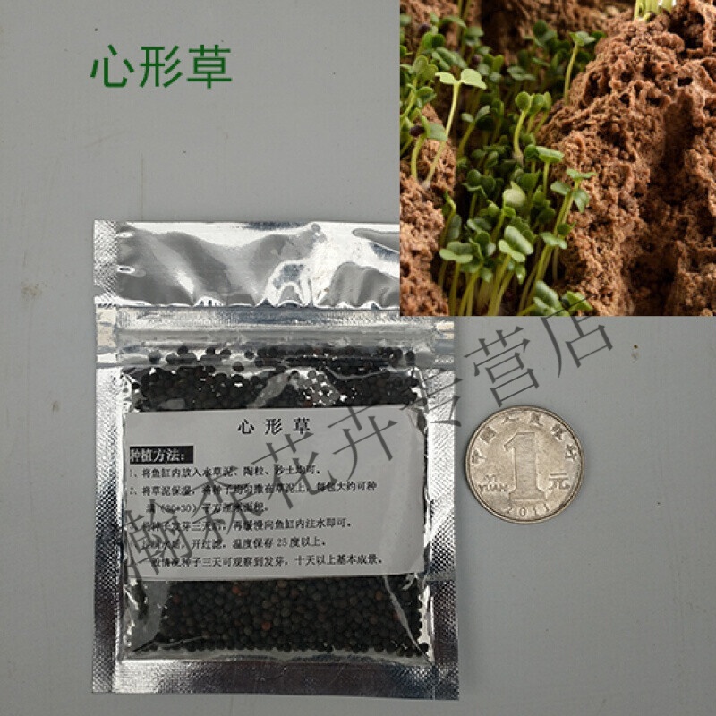 瑰季上水石植物假山草吸水石奇石盆景铺面种子景观奇花异草绿植 爱情