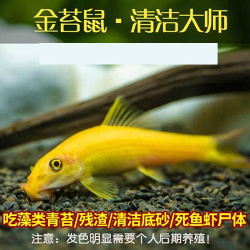 墨之瑶金苔鼠除藻清缸工具鱼青苔藻类金台鼠鱼清洁活体热带观赏鱼 金苔鼠4-6厘米3条+1条防损