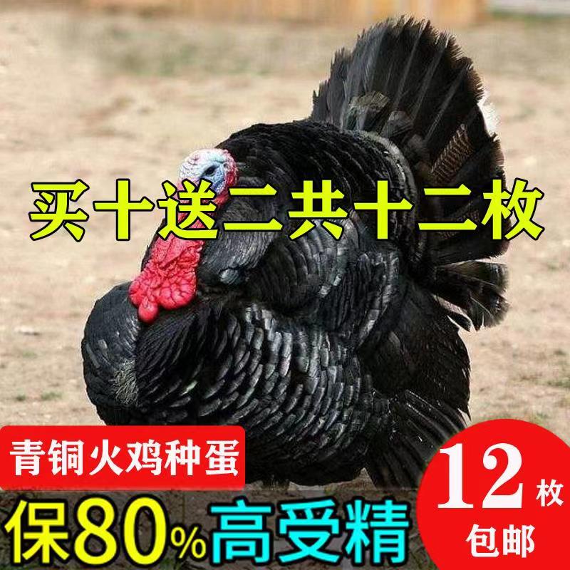 青铜火鸡苗种蛋受精蛋可孵化的小鸡苗贝蒂娜受精蛋火鸡苗蛋种蛋10枚 5