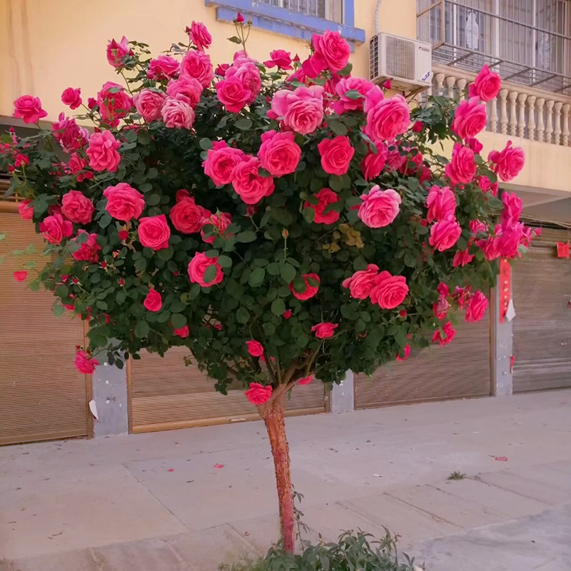 树状月季花树桩树形月季树型 嫁接树桩月季花树苗 玫红色 (1公分) 苗