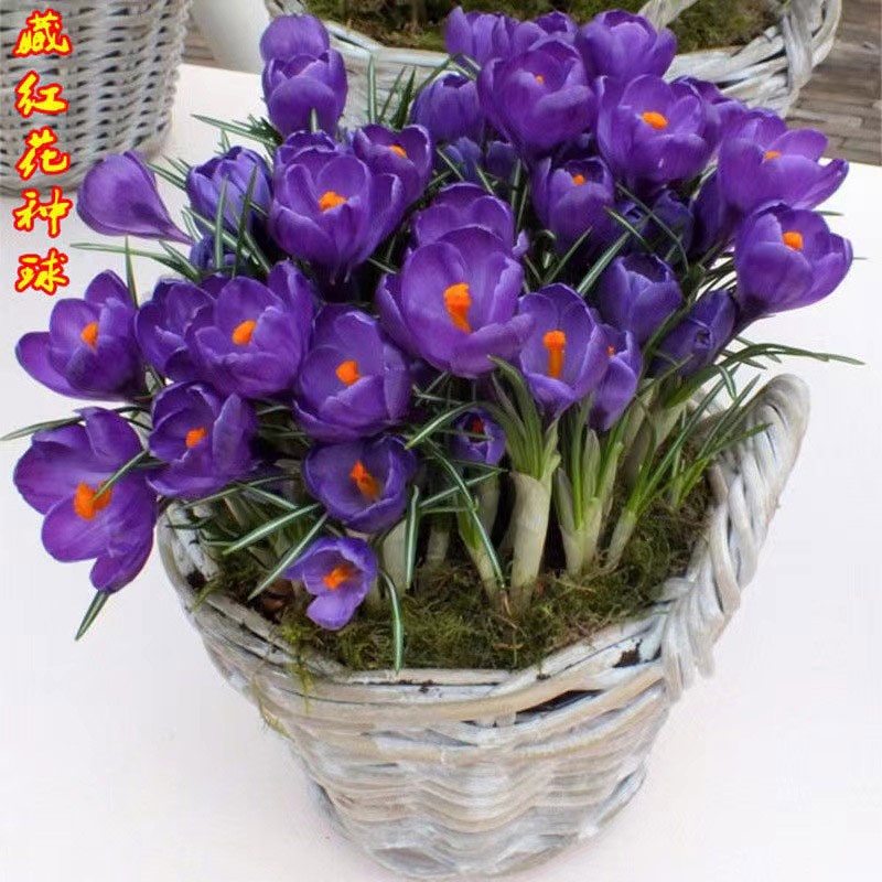藏红花四季种植番红花苗根盆栽阳台庭院耐寒花卉植物 藏红花5个怎么看?