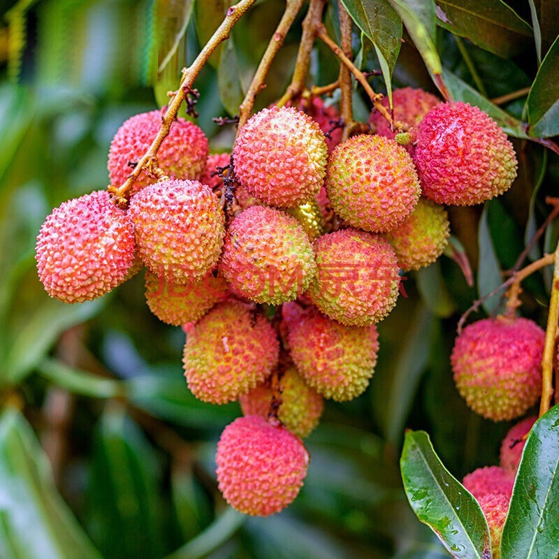 鲜级佳海南妃子笑荔枝【顺丰冷链】当季水果新鲜荔枝现摘 孕妇水果