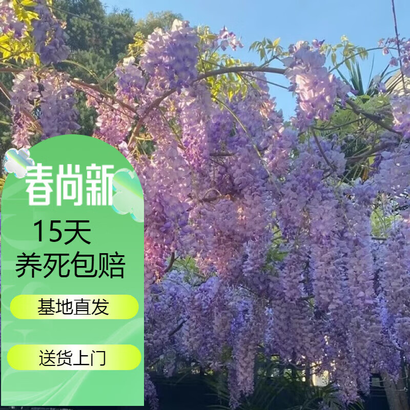 中梦 四季紫藤花苗爬藤树苗植物室外阳台盆栽紫藤萝老桩攀爬墙藤蔓花