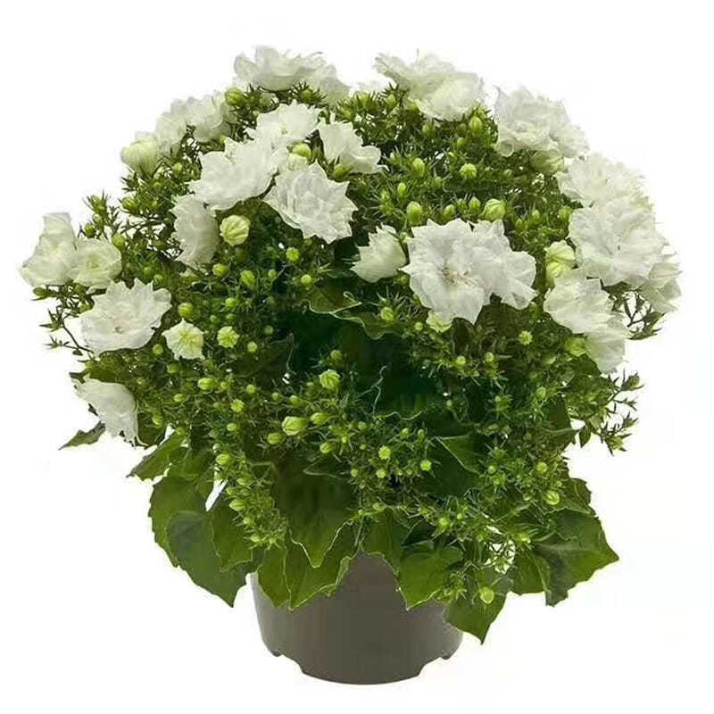 意大利风铃草蓝紫色重瓣丹麦梦露风铃花盆栽植物带花苞室内四季开