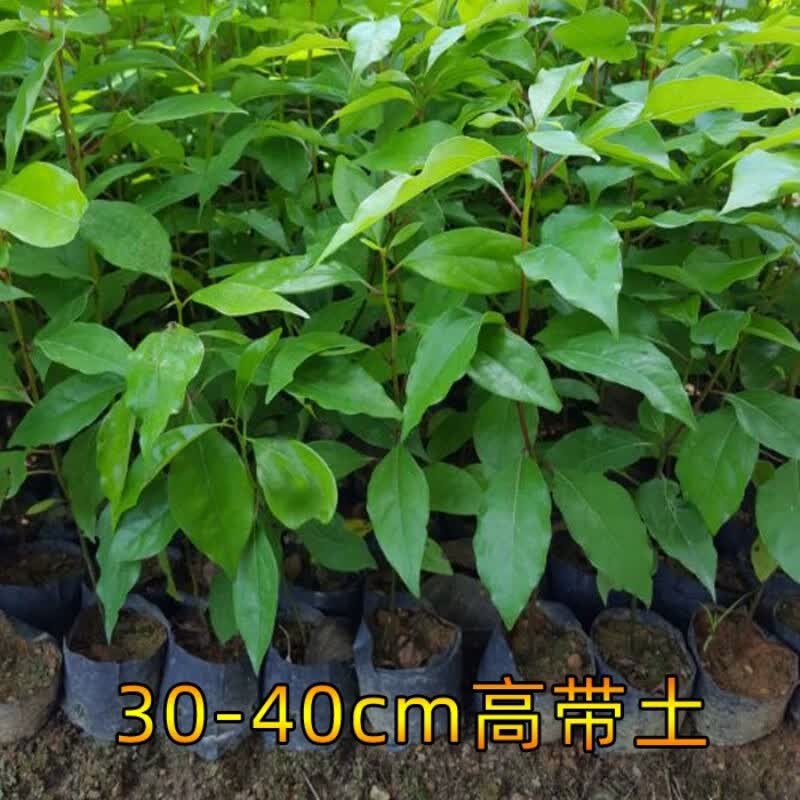 唐花芬阁香樟树苗驱蚊虫小叶香樟苗盆栽绿植地栽庭院别墅绿化苗木四季