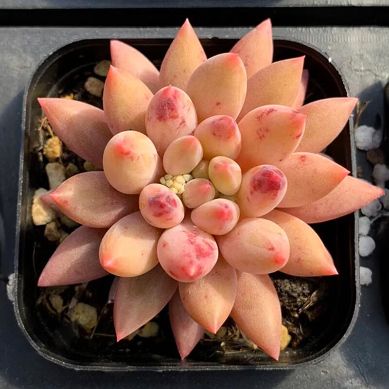 多肉植物群生多头老桩花卉高端大颗室内好养小盆栽办公室阳台 红蜻蜓